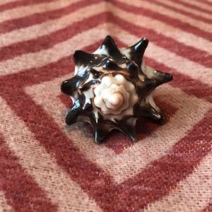 Gorgeous real shell ring! Size 9-10